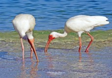 Photos of White Ibis at Delnor-Wiggins Pass State Park Beach