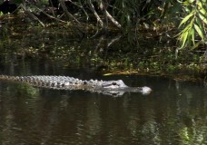 Never Feed Alligators! Presented by the Florida Fish and Wildlife Conservation Commission