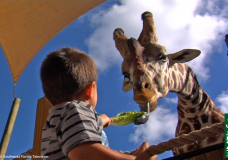 Hand-feed the Giraffes at the Naples Zoo
