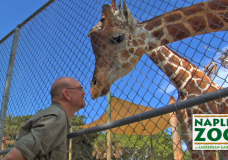 Tim Tetzlaff talks about the Naples Zoo and its Mission