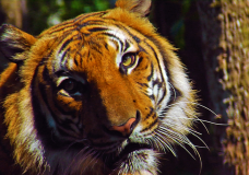 See Rare Malayan Tigers at Naples Zoo’s Tiger Forest