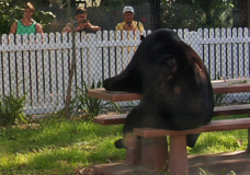 Naples Zoo’s Black Bear Seated at Picnic Table Eating