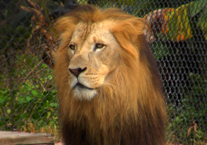 Video Tour of Naples Zoo at Caribbean Gardens