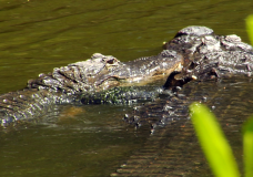 Alligator “Love is In the Air” at the Naples Zoo!