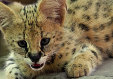 Africa’s Serval Kittens, New at the Naples Zoo!