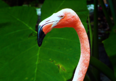 Pink Flamingos at Everglades Wonder Gardens