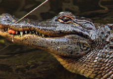 Alligator Fishing at Everglades Wonder Gardens
