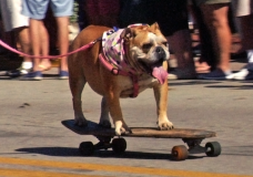 2015 “Pets on Third” Pet Parade in Naples