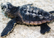 Rescued Loggerhead Sea Turtle Hatchlings Being Released in Naples