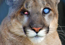 New Florida Panther Exhibit Opens Summer 2015 at Naples Zoo