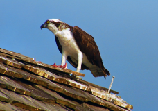 Osprey Eating a Fish at the Naples Pier