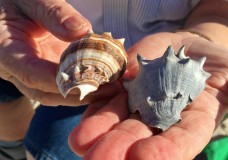 Barb Grove Talks About the Seashells Found in Southwest Florida