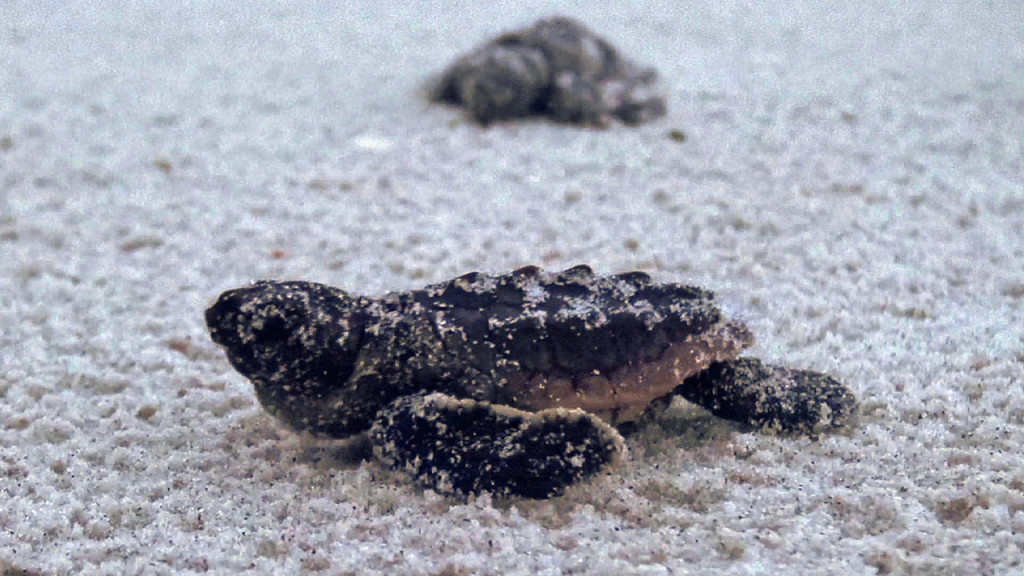 Loggerhead sea turtle hatchling at Delnor-Wiggins Pass State Park in Naples. FL