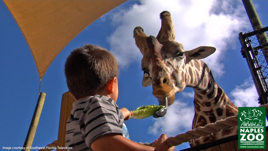 hand-feed giraffe at naples zoo