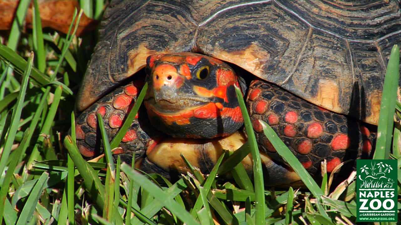 Red-Footed-Tortoise-720