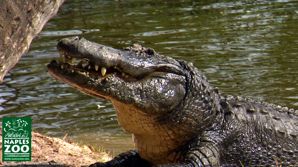 naples zoo alligator feeding