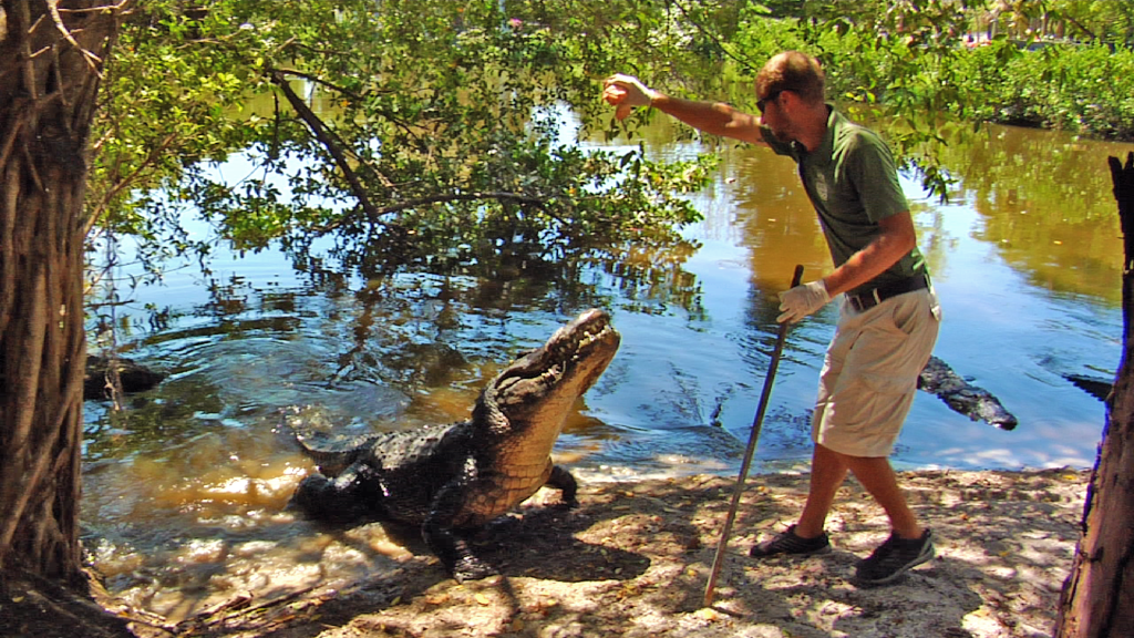 alligator feeding at the naples zoo
