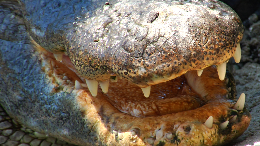 American alligator teeth and jaws