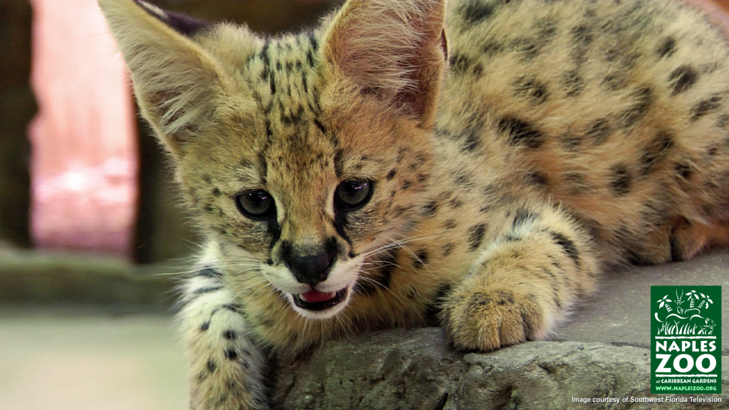 African serval kitten at the Naples Zoo