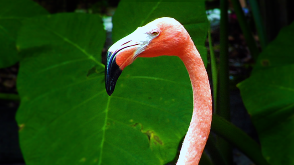 pink flamingo at everglades wonder gardens