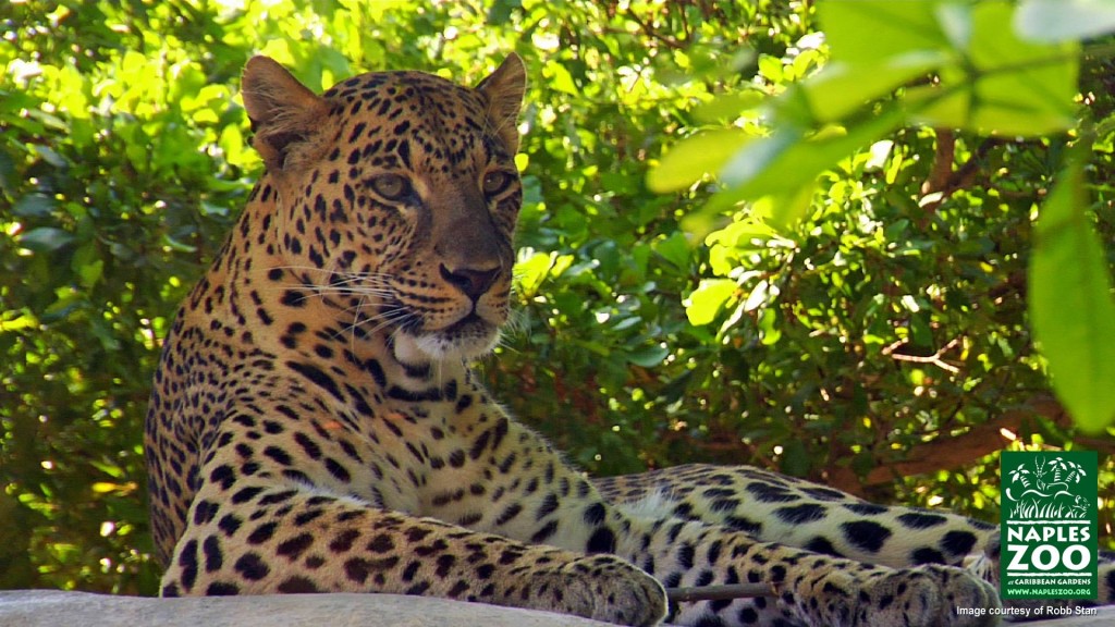 leopard rock naples zoo