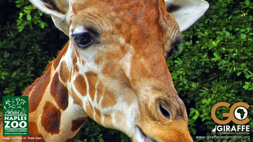 naples zoo giraffe