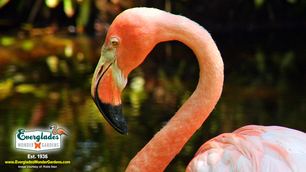 flamingos alligators everglades wonder gardens
