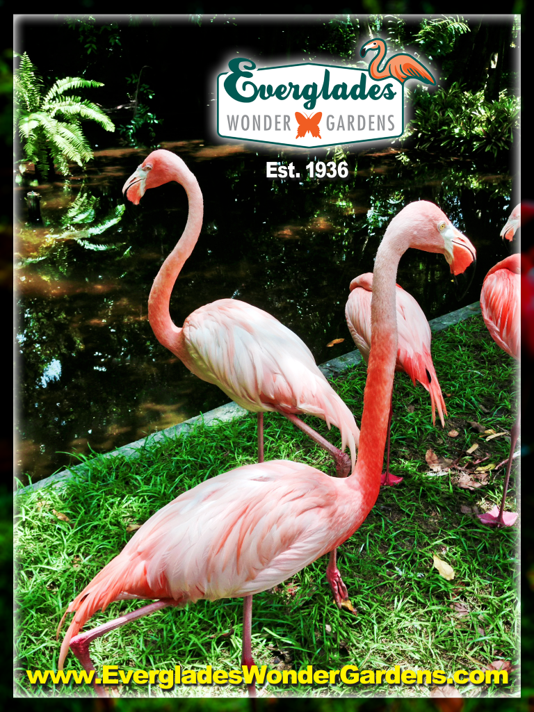 evrglades wonder gardens flamingos