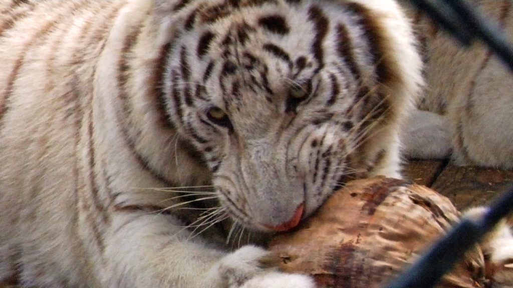 kowiachobee animal preserve naples white tiger