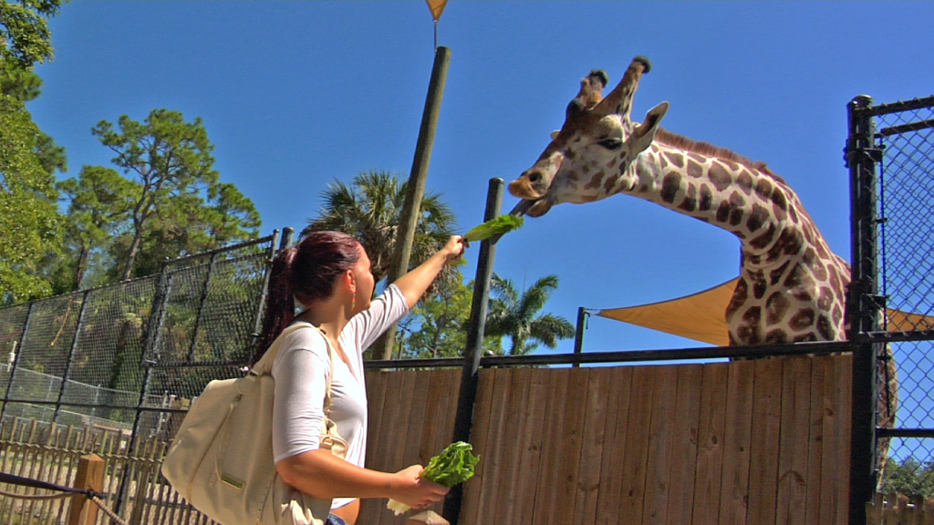 hand-feed giraffes naples zoo