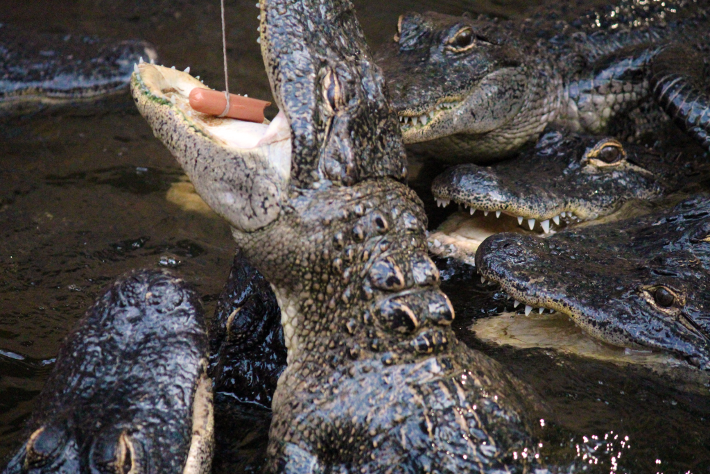 alligator taking the bait