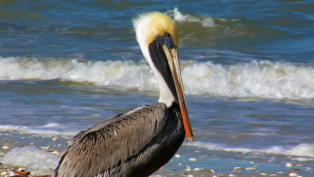 Brown Pelican at Delnor-Wiggins Pass State Park in Naples, FL