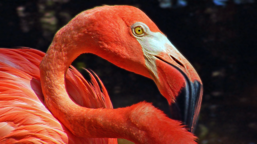 Greater Flamingo at Everglades Wonder Gardens