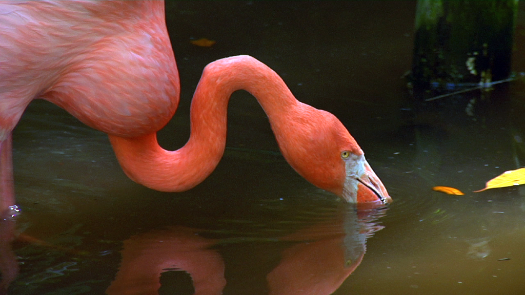 greater flamingo everglades wonder gardens