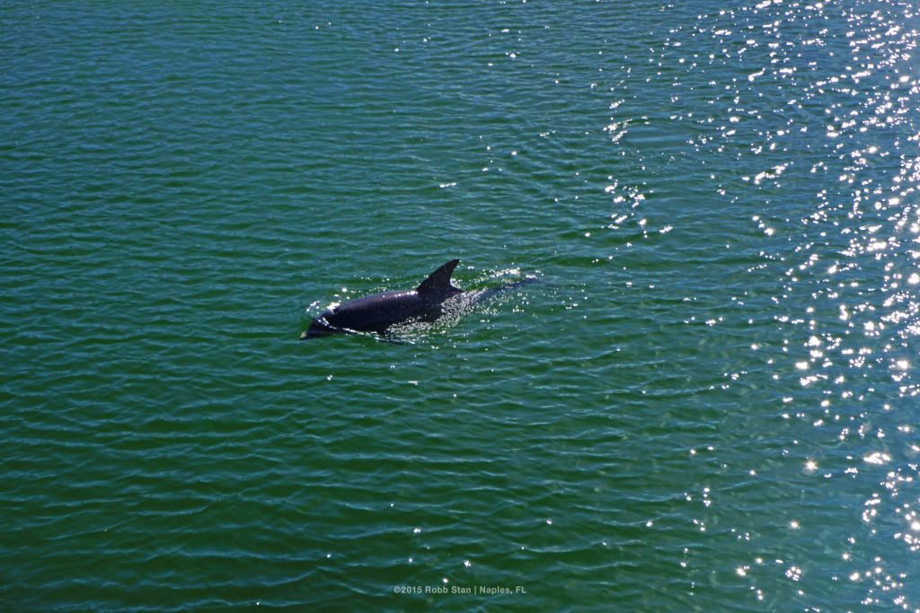 Dolphins are a common site at the Naples Pier