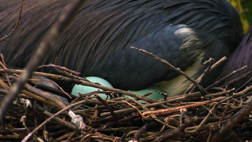 Tricolored Heron nesting