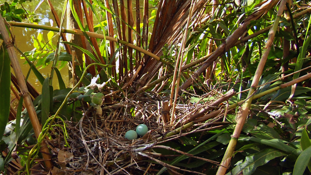 Tricolored Heron nest