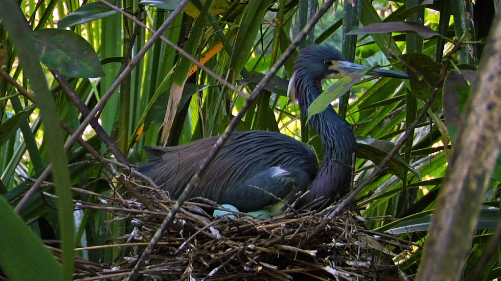 Tricolored Heron nesting