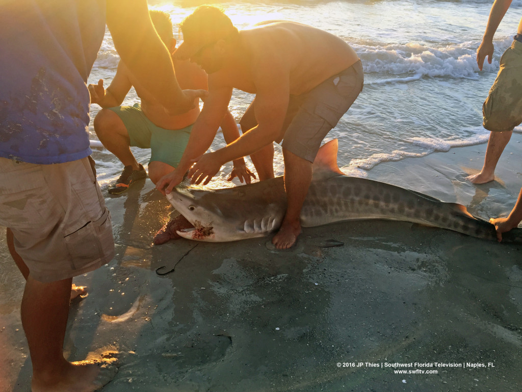 6' Tiger Shark caught by Josh Lake in Naples, FL - April 23, 2016.