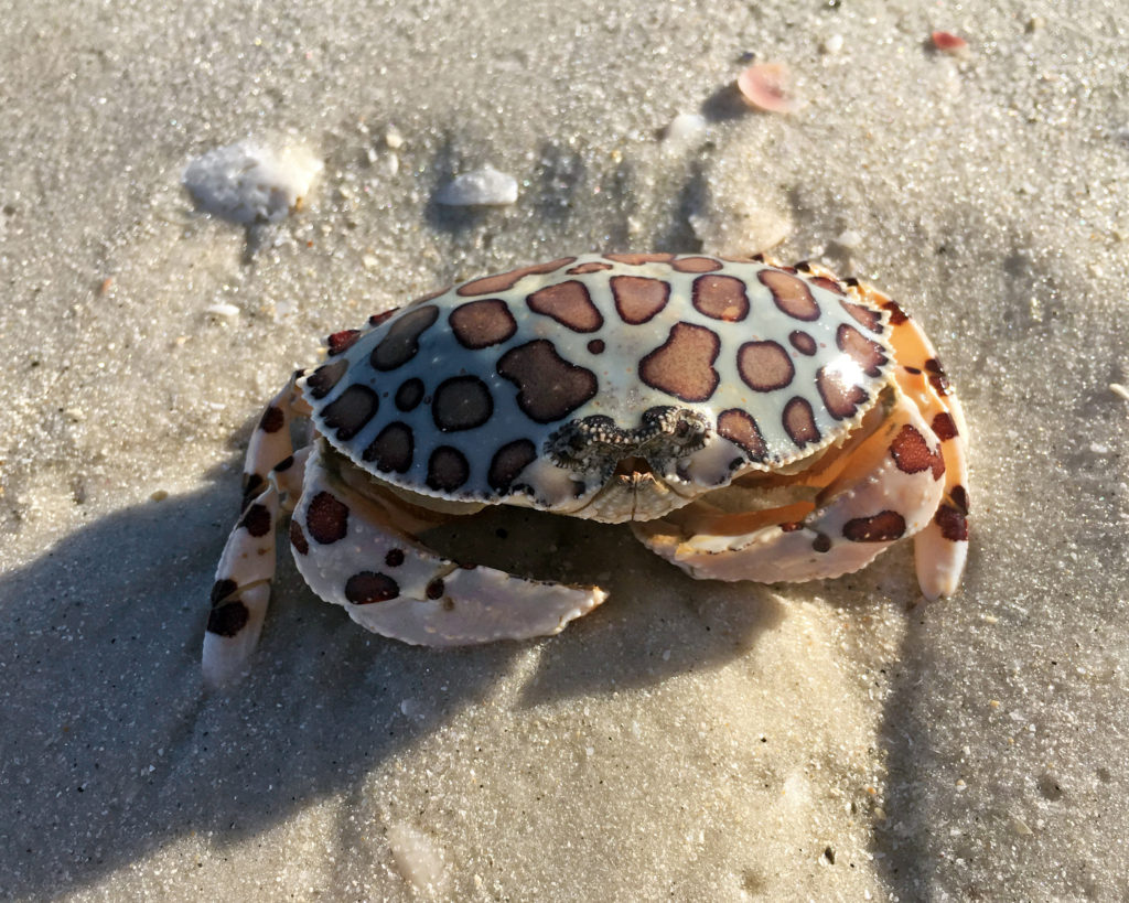 Calico Crab AKA Leopard Crab